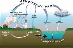 Organic pollutants fall from air into freshwater