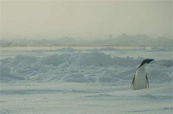 A penguin watches the proceedings