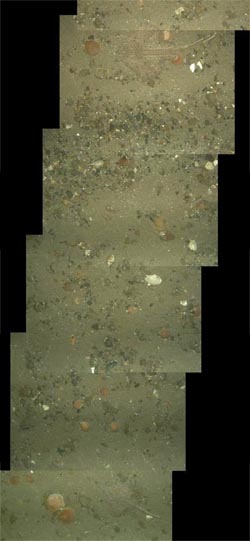 Sea floor photo with two hidden skates