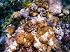 coral