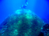 Coral in Vietnam