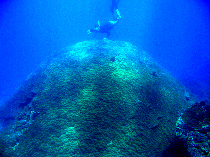 Coral in Vietnam