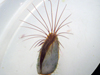 Barnacle attached to a floating piece of pumice.