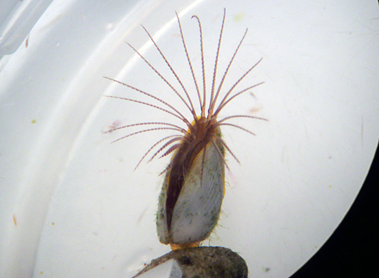 Barnacle attached to a floating piece of pumice.