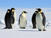 Penguins in Weddell Sea