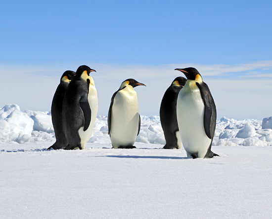 Penguins in Weddell Sea