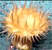 anemone from the deep