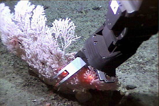 Jason's robotic arm samples coral