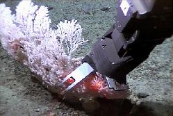 Jason's robotic arm samples coral