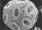 The Rock Star of Phytoplankton