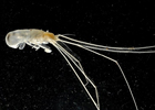 Between the Cracks: Holography and Oceanography