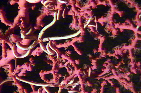 Gulf of Mexico coral