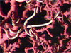 Gulf of Mexico coral
