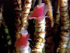Methane seeping from the seafloor sustains microbes that serve as the base of the food chain for communities of animals, like these tubeworms.