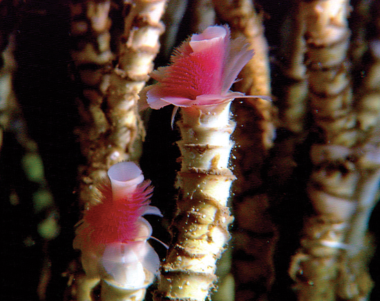 Methane seeping from the seafloor sustains microbes that serve as the base of the food chain for communities of animals, like these tubeworms.