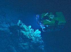 The remotely operated vehicle Hercules (University of Rhode Island and Institute for Exploration) collects corals from the Corner Rise seamounts and takes pictures of them during a 2005 expedition.