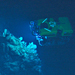 Trawling Leaves Lasting Scars on Deep Ocean Coral Habitat