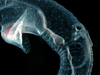 Cardiapoda, heteropod mollusc