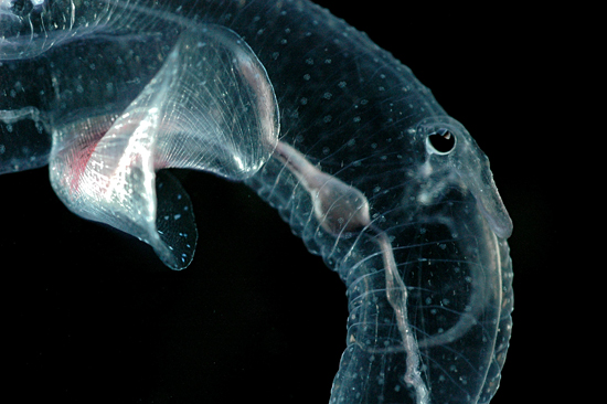 Cardiapoda, heteropod mollusc