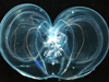 Thalassocalyce, ctenophore