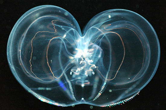 Thalassocalyce, ctenophore