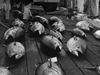 tuna on the WHOI dock from the R/V Crawford