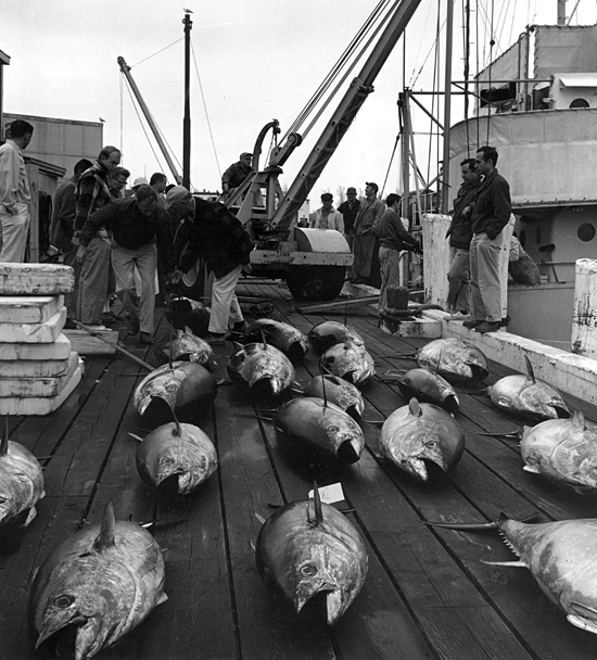 tuna on the WHOI dock from the R/V Crawford