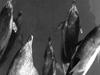 Pod of porpoises alongside Yamacraw, 03/01/1958