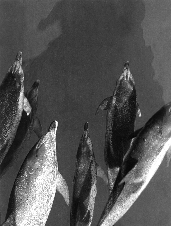 Pod of porpoises alongside Yamacraw, 03/01/1958