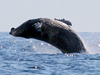 A breaching humpback whale