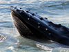 A humpback whale (Megaptera novaeangliae) feeding with sand lance jumping out of it's mouth.