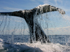A humpback whale (Megaptera novaeangliae) flukes' waterfall