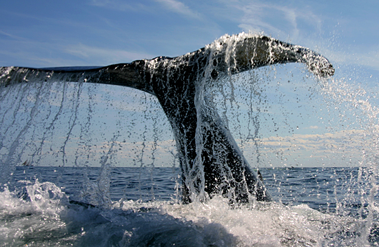 A humpback whale (Megaptera novaeangliae) flukes' waterfall
