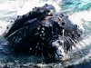  A close encounter with a humpback whale