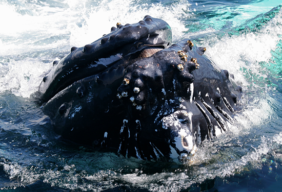  A close encounter with a humpback whale