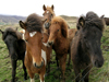 horses in iceland