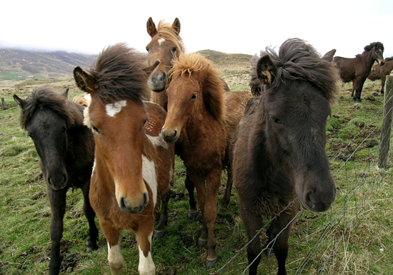 horses in iceland