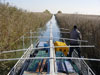 Researchers guide a boat through canals in the Danube Delta