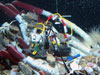 At the experiment site at the Tica Vent on the East Pacific Rise in 2004, basalt panels were placed in the center of a tubeworm colony.