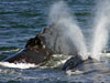 Ship strikes threaten the survival of the North Atlantic right whale.