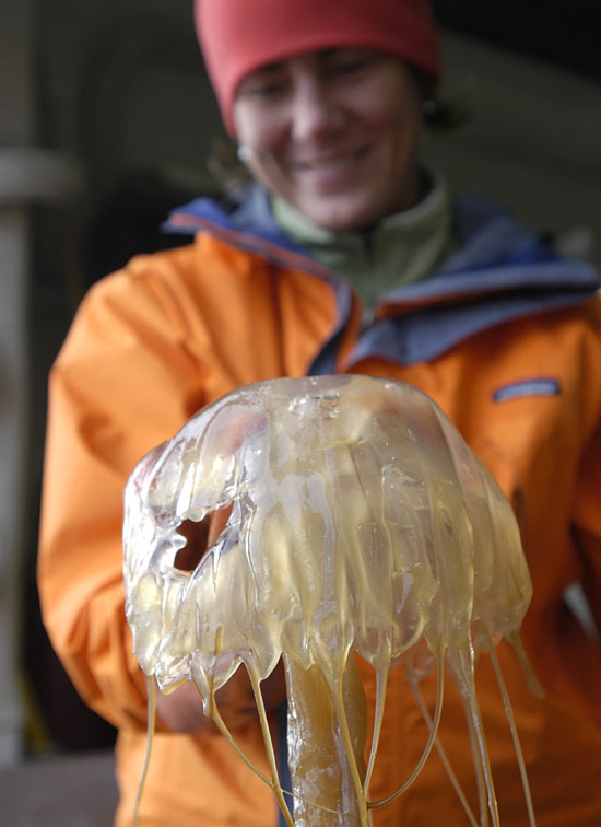 Christina Courcier with a jelly fish, aboard the USCGC Healy.