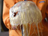 Christina Courcier with a jelly fish, aboard the USCGC Healy.