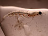 Euphausia copepod in a drop of water.