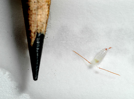 tundra food chain pictures. Alpine-tundra-food-chain-