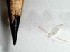 A juvenile copepod, Calanus glacialis, aboard the USCGC Healy.