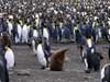 Penguins on Macquarie Island in the Southern Ocean.