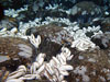 giant clam Calyptogena magnifica