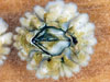 Adult barnacles, about one year old, form plates to hold their body together and for protection.