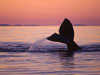 North Atlantic Right Whale