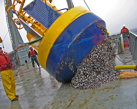 Nootka Buoy, heavily fouled with gooseneck barnacles.